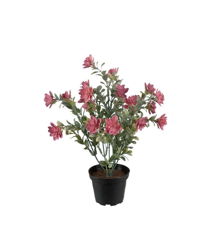 Sukkulent 30 cm Rosa