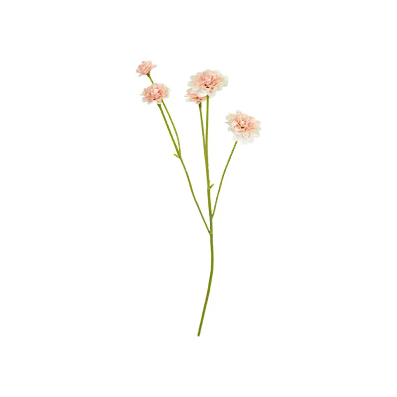 Krysantemum m/5 knopper 