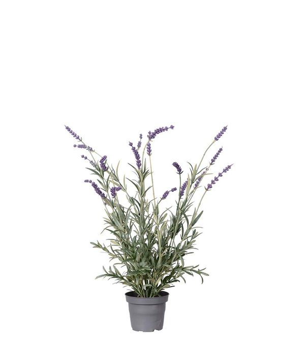 Hovedbilde Lavendel 50 cm