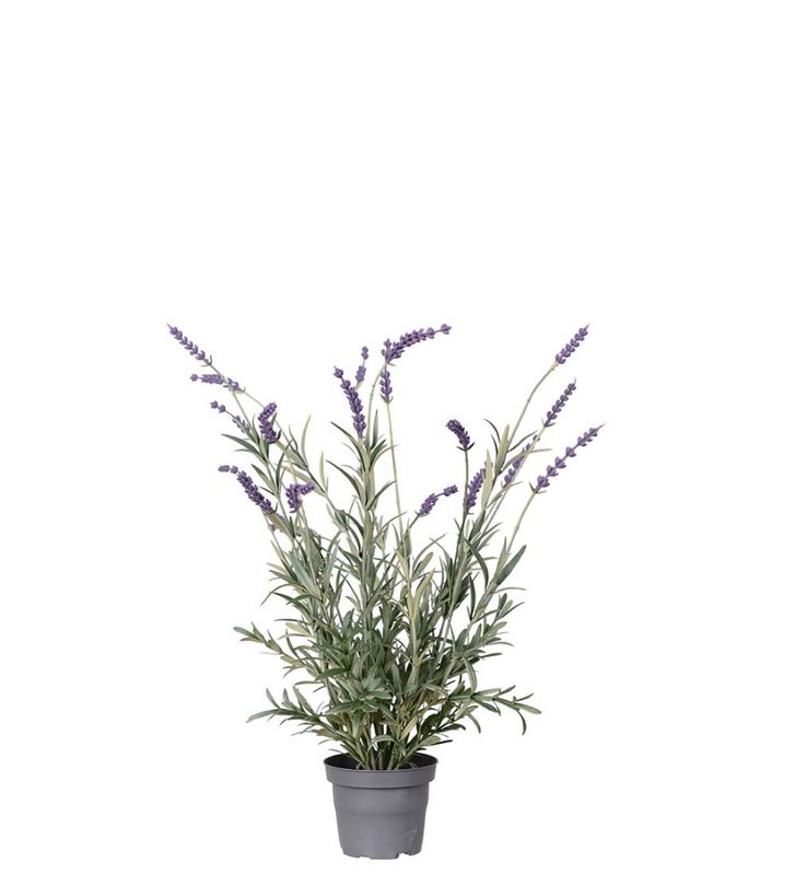 Lavendel 50 cm