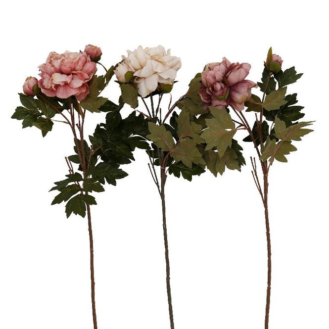 Hovedbilde Pioner med knopp