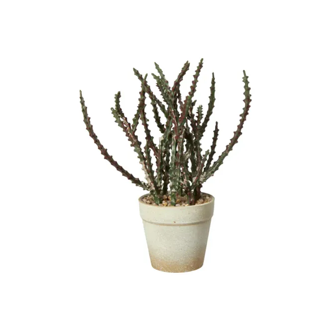 Hovedbilde Sukkulent i potte 23cm