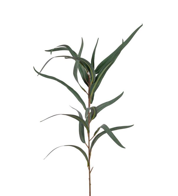 Hovedbilde Eucalyptus 60 cm